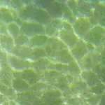 eau piscine verte