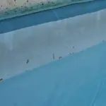 taches blanches piscine